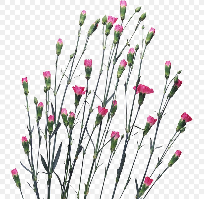 Carnation Flower Clove Clip Art, PNG, 729x800px, Carnation, Branch, Clove, Cut Flowers, Dianthus Download Free