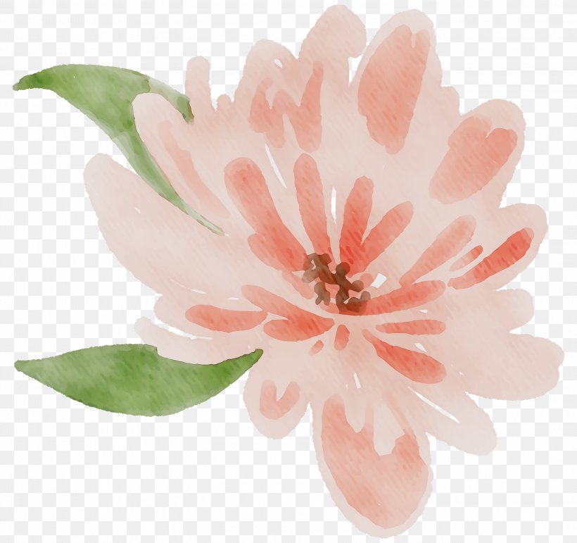 Petal Flowering Plant Peach Plants, PNG, 2999x2820px, Petal, Blossom, Botany, Flower, Flowering Plant Download Free