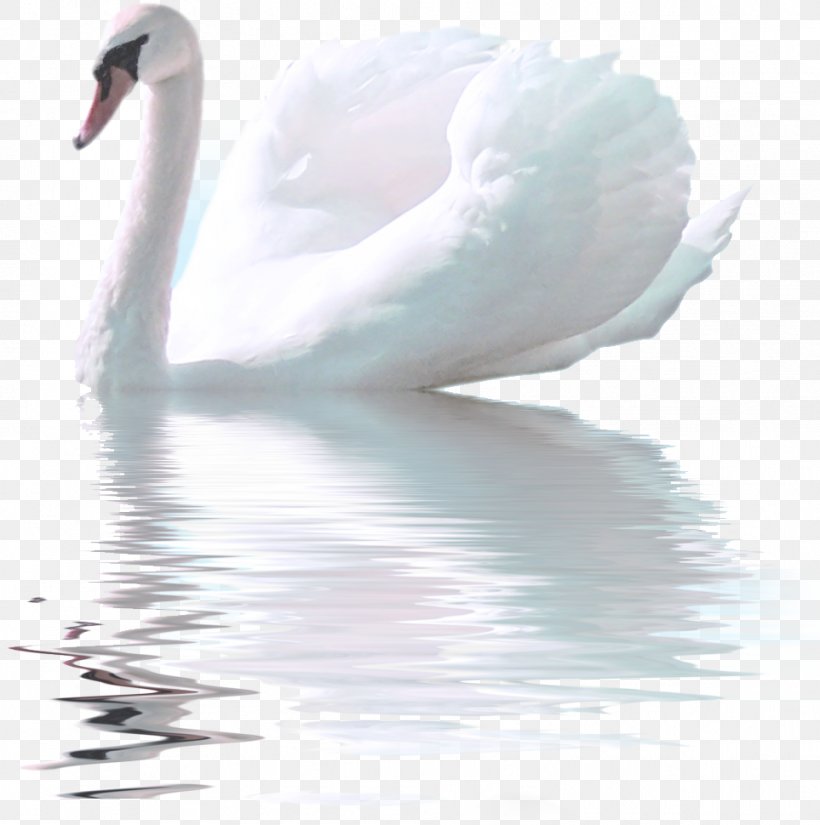 Bird Black Swan Ganso, PNG, 963x970px, Bird, Beak, Black Swan, Crossstitch, Cygnini Download Free