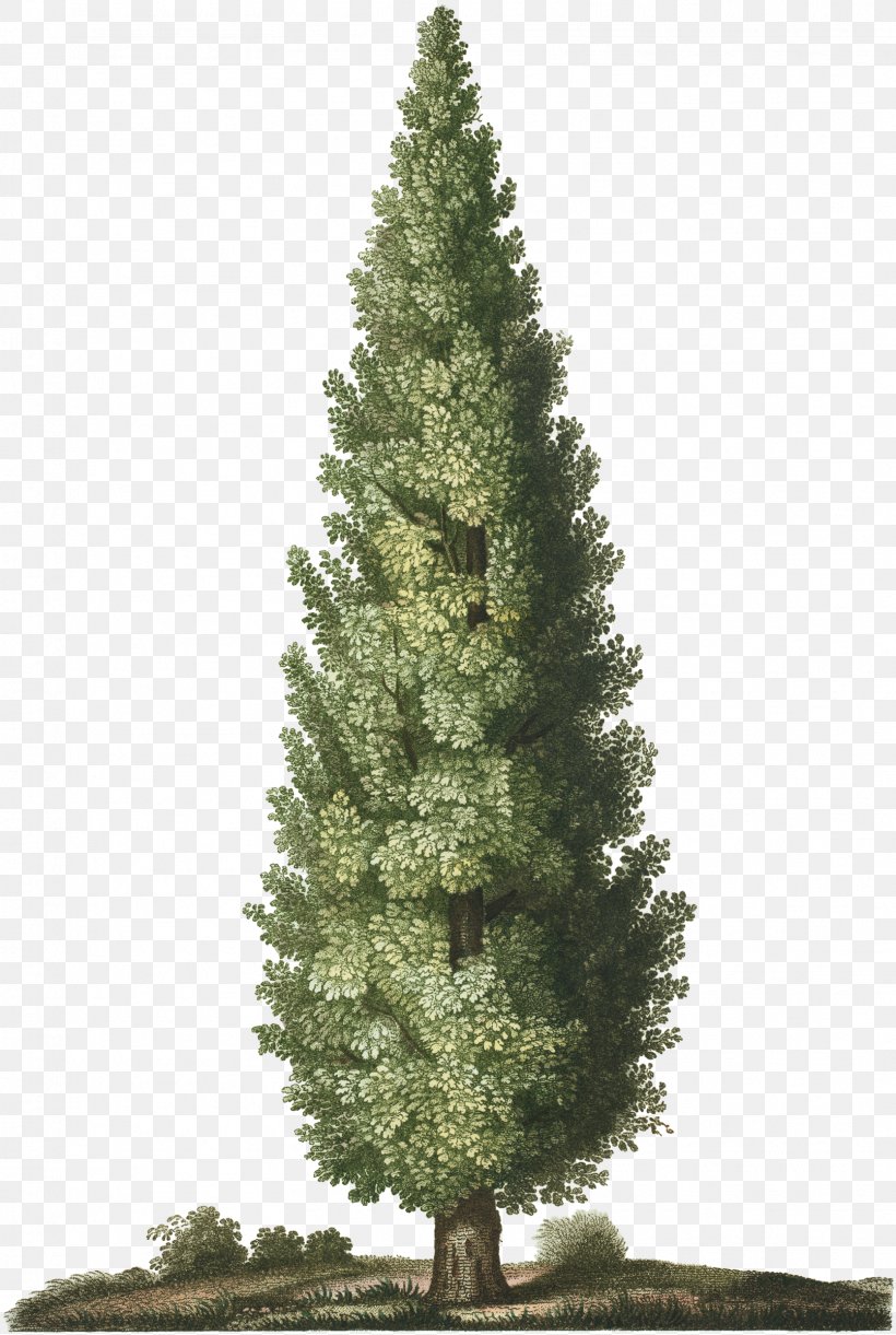 Spruce Christmas Tree Garden Pine, PNG, 1611x2400px, Spruce, Biome, Botanical Garden, Botany, Christmas Download Free