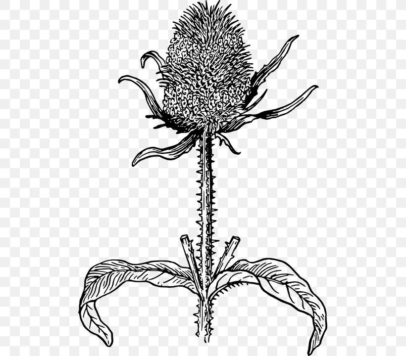 Wild Teasel Milk Thistle Drawing, PNG, 503x720px, Wild Teasel, Artwork, Black And White, Botany, Branch Download Free