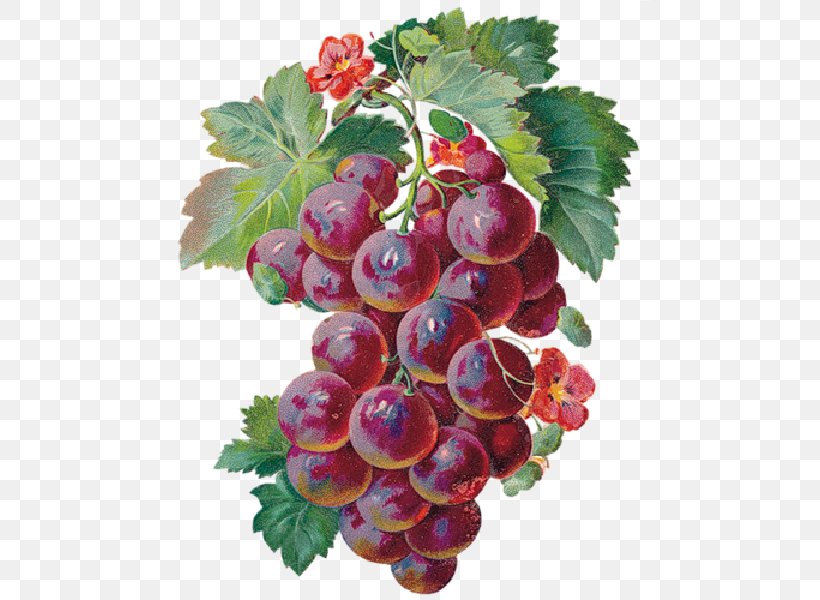 Wine Grape Merlot Animaatio, PNG, 480x600px, Wine, Animaatio, Animated Film, Berry, Boysenberry Download Free