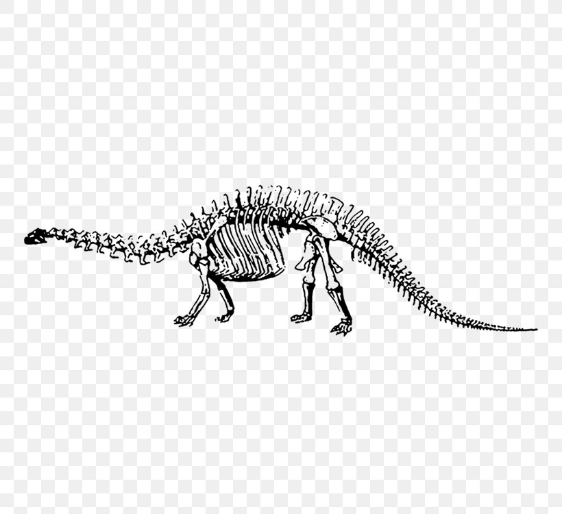 Dinosaur Museum Velociraptor Brontosaurus Apatosaurus Tyrannosaurus, PNG, 750x750px, Dinosaur Museum, Apatosaurus, Black And White, Bone, Brontosaurus Download Free