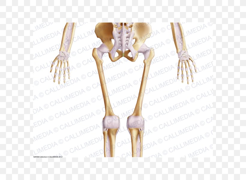 Finger Human Skeleton Shoulder Human Body, PNG, 600x600px, Watercolor, Cartoon, Flower, Frame, Heart Download Free