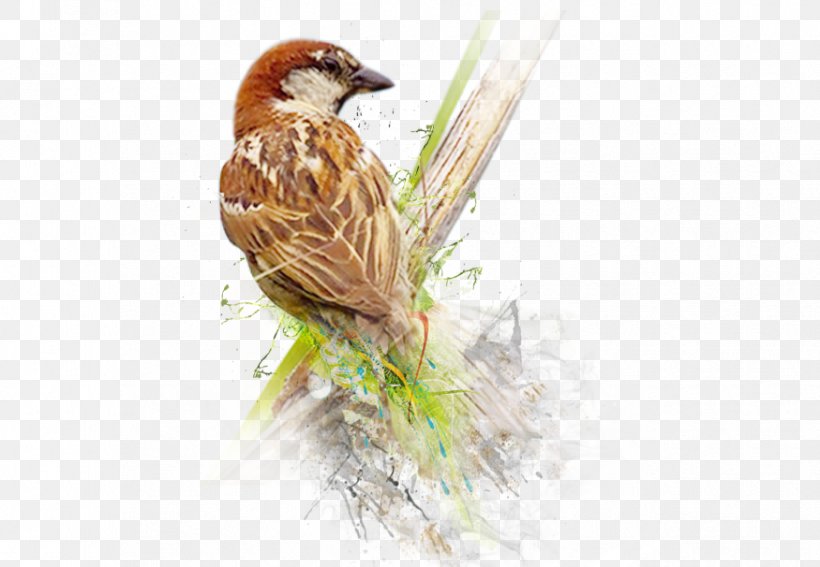 House Sparrow Bird World Sparrow Day, PNG, 875x606px, Sparrow, Animal, Beak, Bird, Drawing Download Free