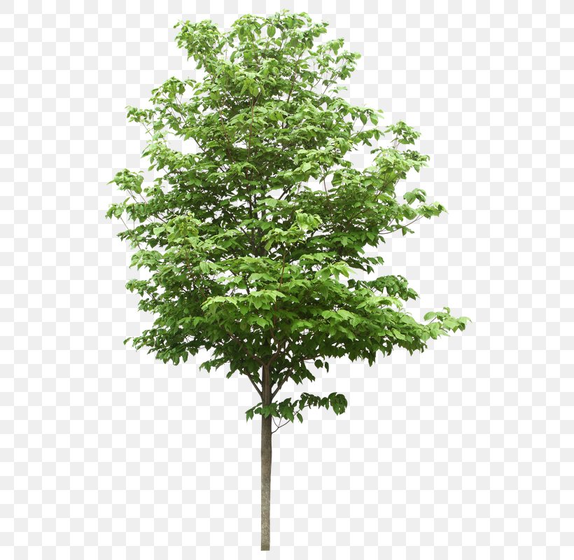 Tree Structure Oak Stock Photography Clip Art, PNG, 535x800px, Tree, Arbor Day Foundation, Branch, Leaf, Oak Download Free