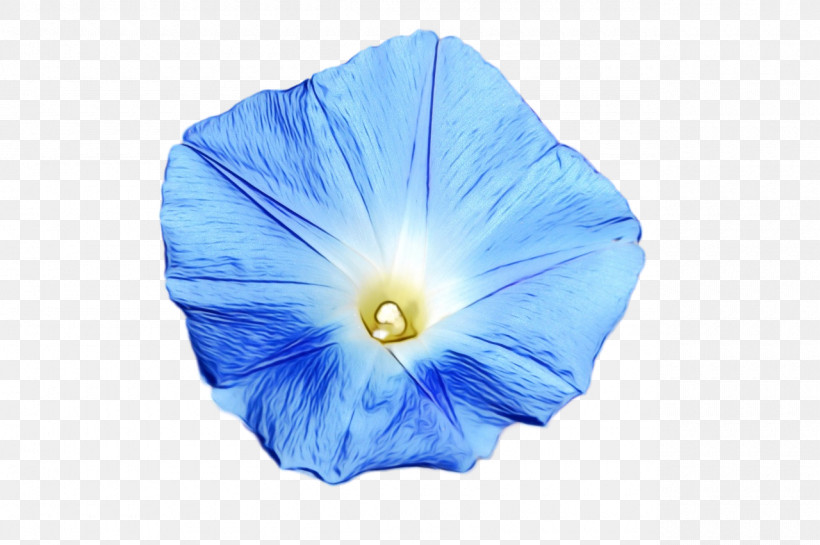 Beach Moonflower Cobalt Blue Flower Petal Morning Glory, PNG, 1280x851px, Watercolor, Beach Moonflower, Biology, Cobalt, Cobalt Blue Download Free