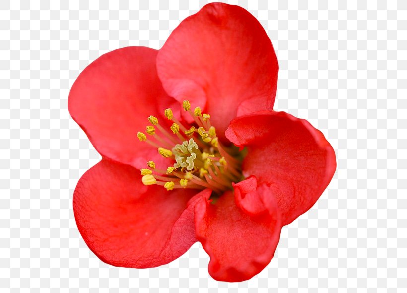 Chaenomeles Speciosa Chaenomeles Japonica Flower Red Shrub, PNG, 599x590px, Chaenomeles Speciosa, Blossom, Bougainvillea, Camellia, Chaenomeles Japonica Download Free