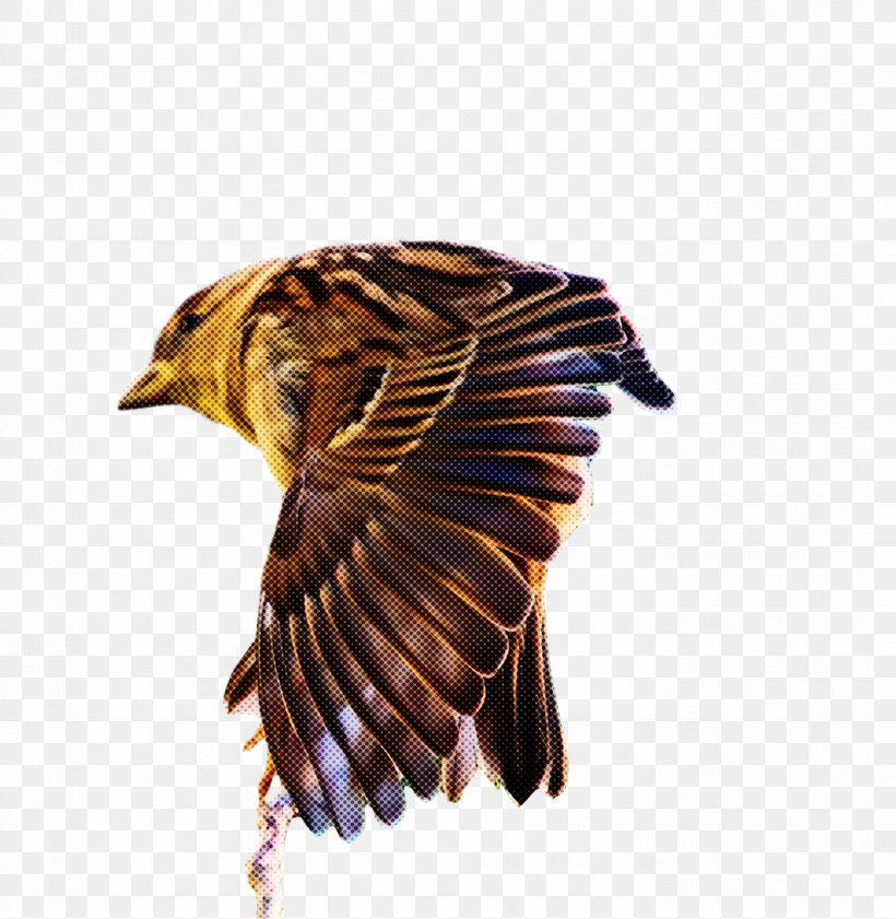 Feather, PNG, 1402x1439px, Hawk, Beak, Bird Of Prey, Birds, Cartoon Download Free