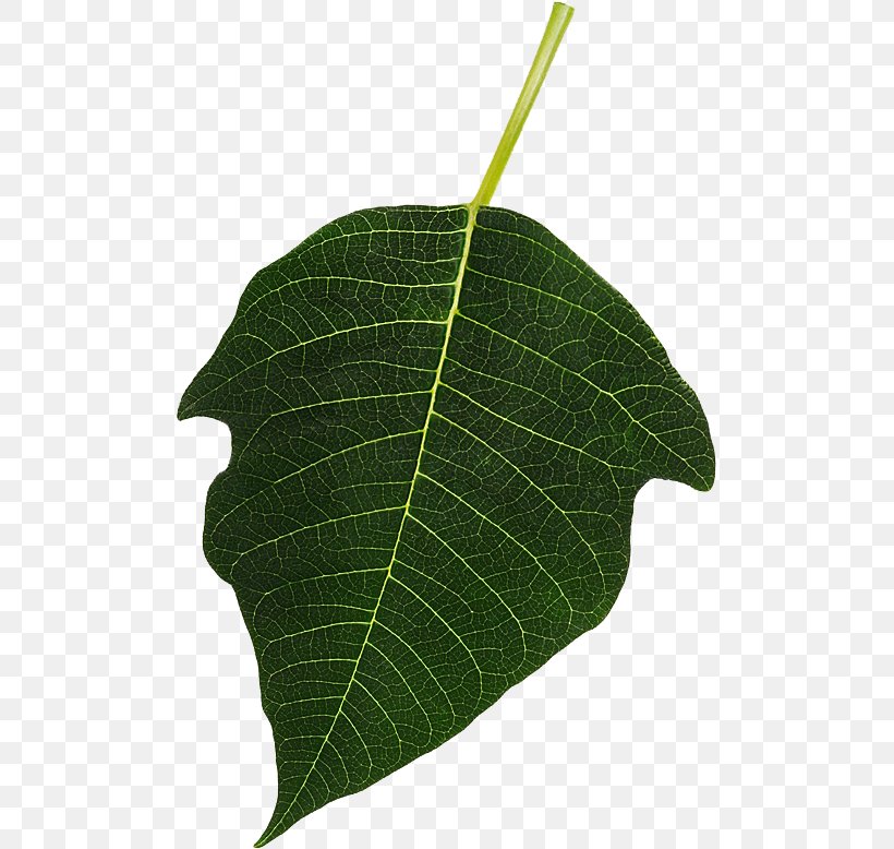 Leaf, PNG, 495x778px, Leaf, Plant Download Free