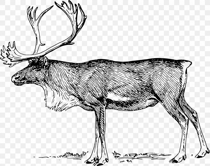 Reindeer Elk Clip Art, PNG, 2400x1901px, Reindeer, Antler, Black And White, Cattle Like Mammal, Deer Download Free