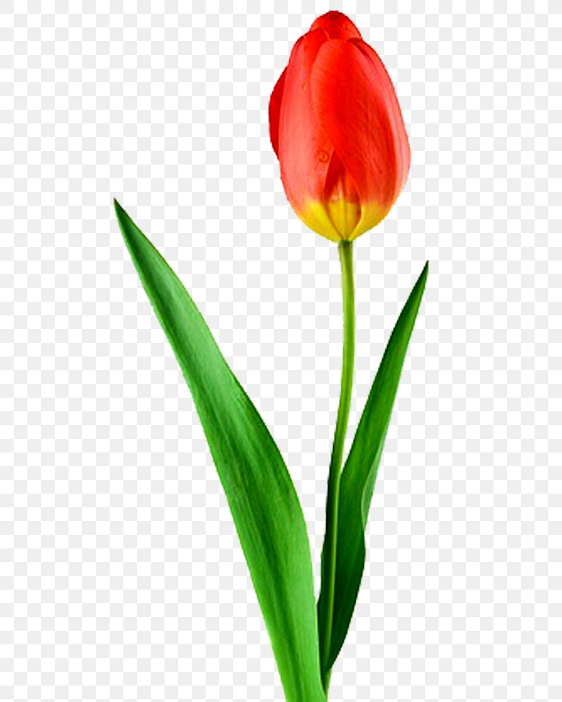 Tulip Desktop Wallpaper Flower High-definition Television Display Resolution, PNG, 768x1024px, 4k Resolution, 8k Resolution, Tulip, Bud, Cut Flowers Download Free