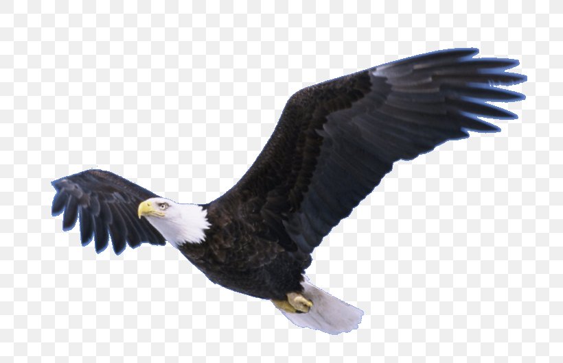 Neversink Reservoir Bald Eagle Bradley Bird, PNG, 738x530px, Bald Eagle, Accipitriformes, Alpha Nu Omega, Beak, Bird Download Free
