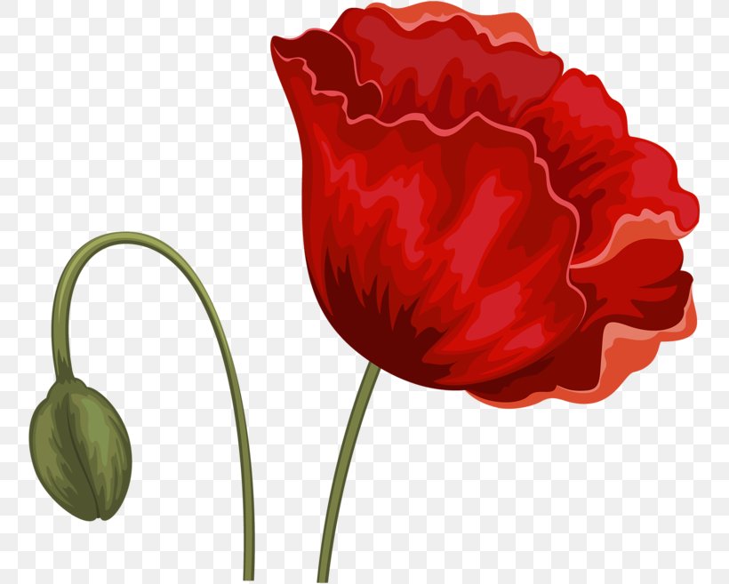Flower Tulip Red, PNG, 755x657px, Flower, Coquelicot, Cut Flowers, Flowering Plant, Google Images Download Free