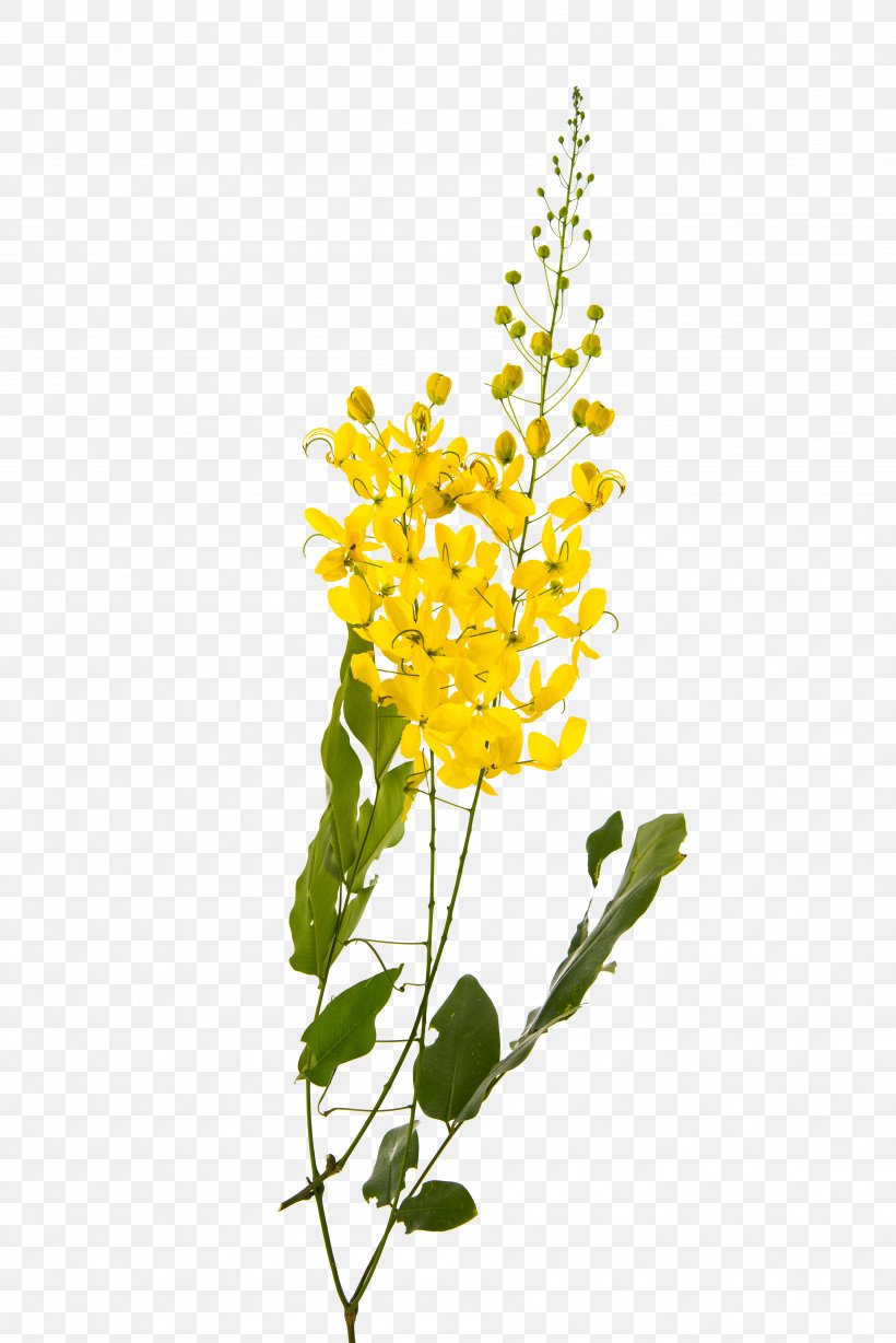 Golden Shower Tree Flower Yellow Stock Photography Plant, PNG, 3591x5379px, Golden Shower Tree, Branch, Cassia, Cut Flowers, Flower Download Free