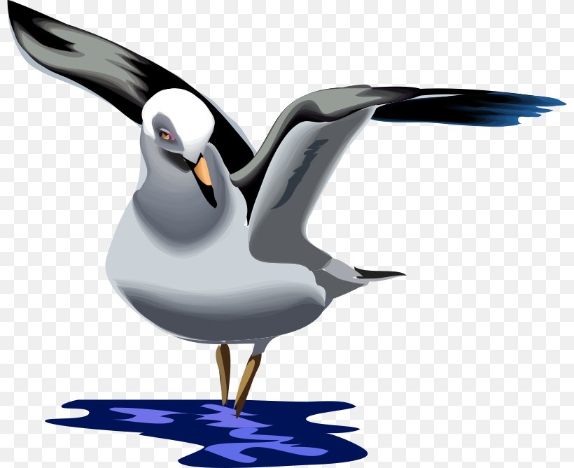 Gulls Great Black-backed Gull European Herring Gull Clip Art Vector Graphics, PNG, 800x669px, Gulls, American Herring Gull, Beak, Bird, Charadriiformes Download Free