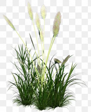 Reed Images, Reed Transparent PNG, Free download