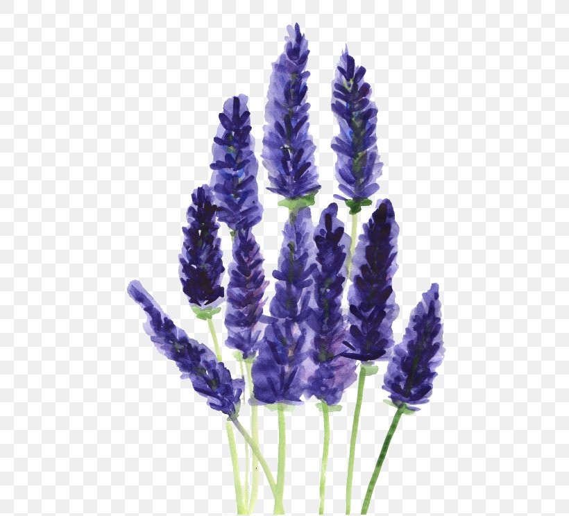 Lavender Drawing Watercolor Painting Plant Clip Art, PNG, 480x744px, Lavender, Color, Creative Market, Doodle, Drawing Download Free