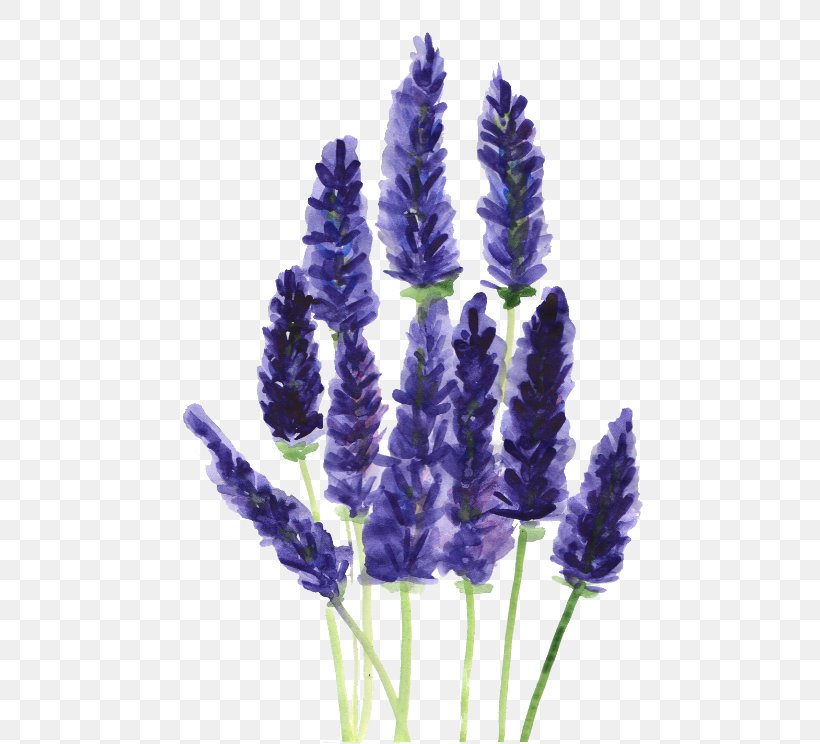 Lavender Drawing Watercolor Painting Plant Clip Art, PNG, 480x744px ...