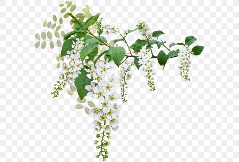 Prunus Padus Белая черёмуха White Color, PNG, 600x554px, Prunus Padus, Blue, Branch, Color, Coloring Book Download Free