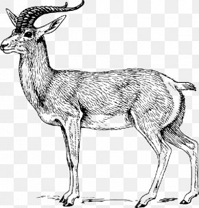 Goat Drawing - Antelope Clip Art Bovidae Gazelle Common Eland PNG