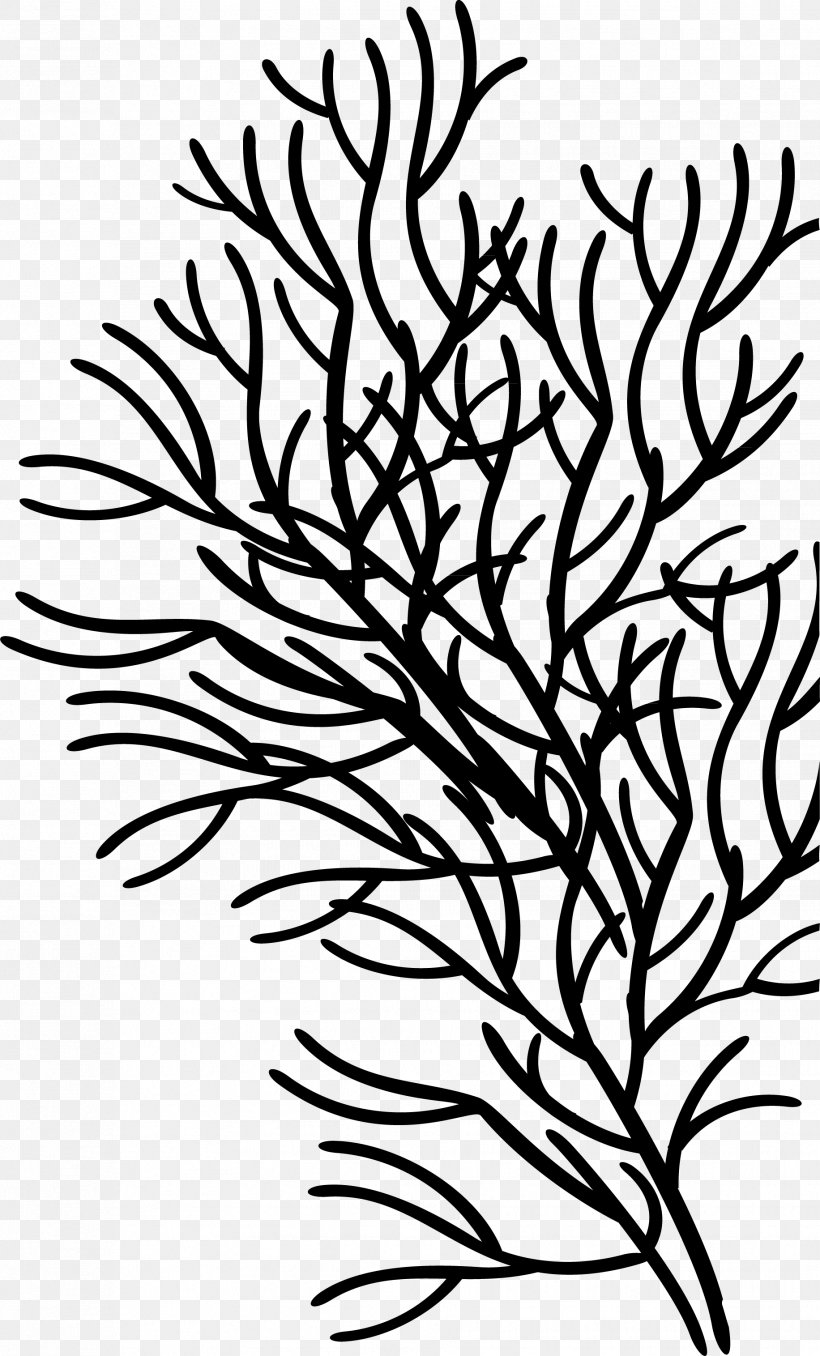 Clip Art Vector Graphics Design Image, PNG, 1832x3030px, Coral, Art, Blackandwhite, Botany, Branch Download Free