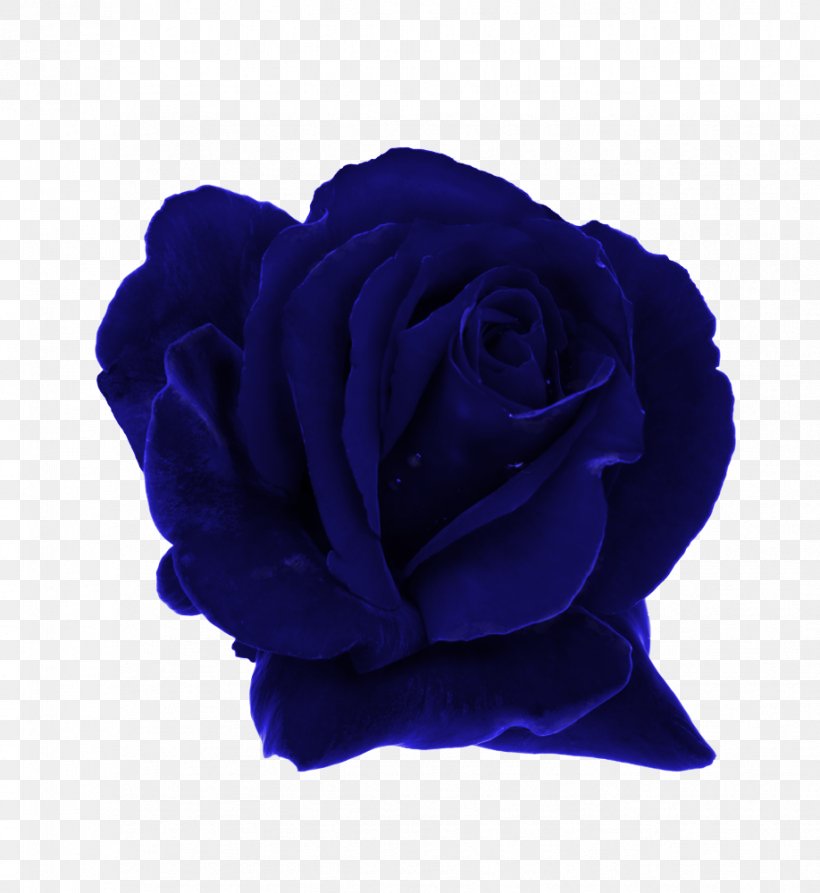 Garden Roses Blue Rose Rosaceae Dew, PNG, 918x1000px, Rose, Blue, Blue Rose, Cobalt Blue, Cut Flowers Download Free