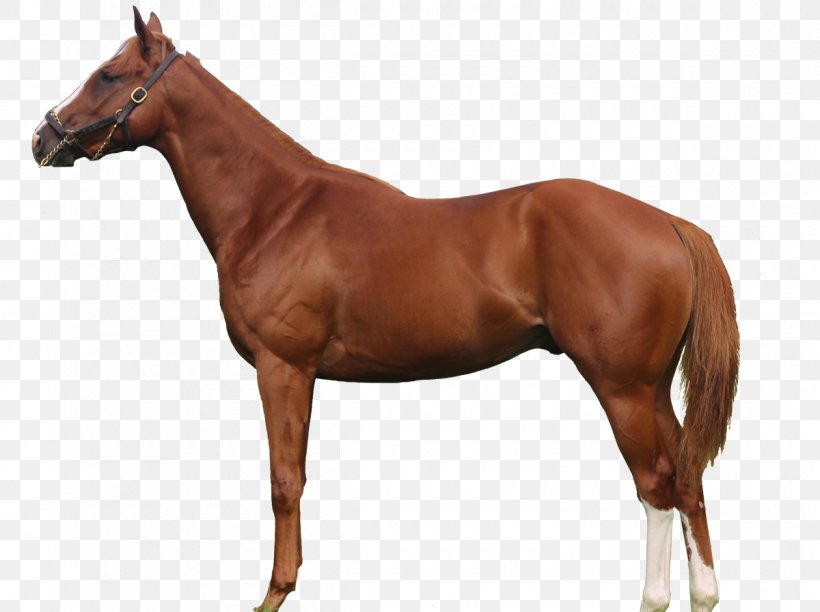Thoroughbred Trakehner Arabian Horse American Quarter Horse Mare, PNG, 1200x896px, Thoroughbred, American Quarter Horse, Arabian Horse, Bit, Black Download Free