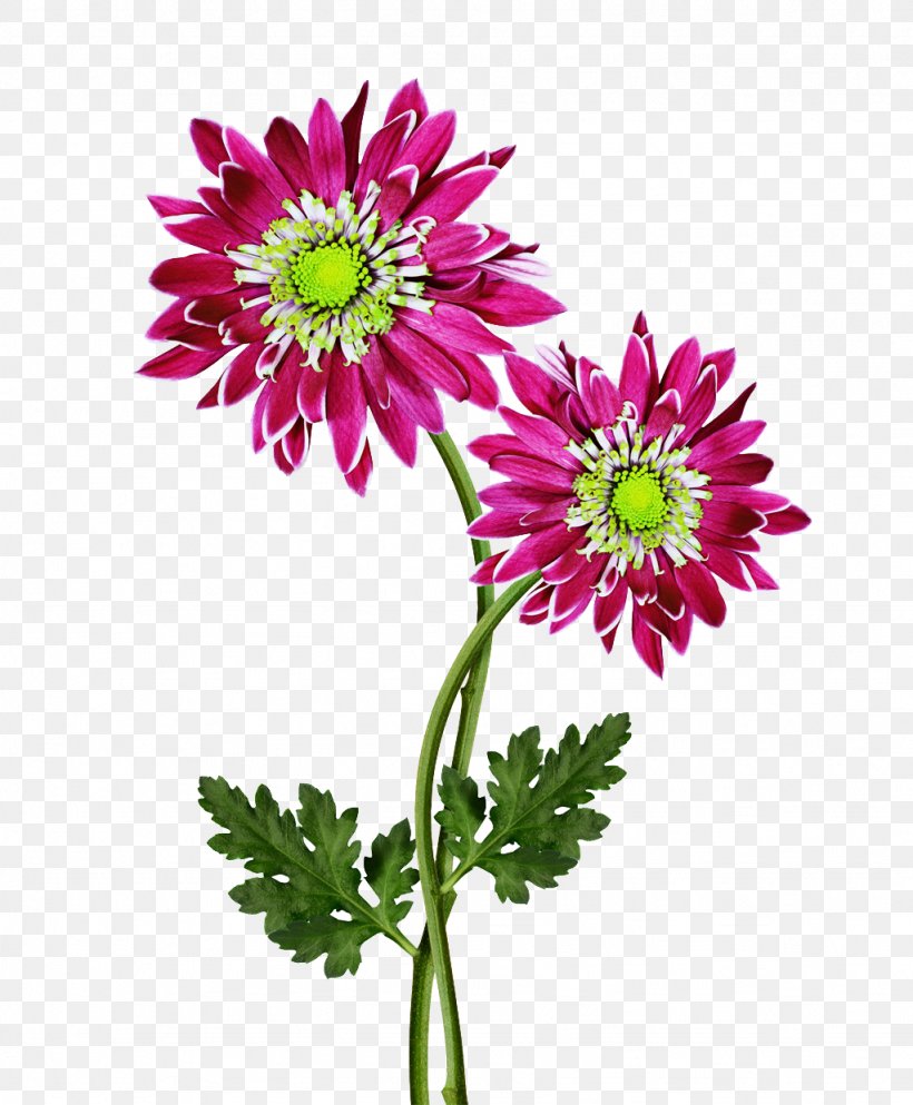 Gerbera Jamesonii Flower Chrysanthemum Dahlia, PNG, 1024x1241px, Gerbera Jamesonii, Annual Plant, Chrysanthemum, Chrysanths, Color Download Free