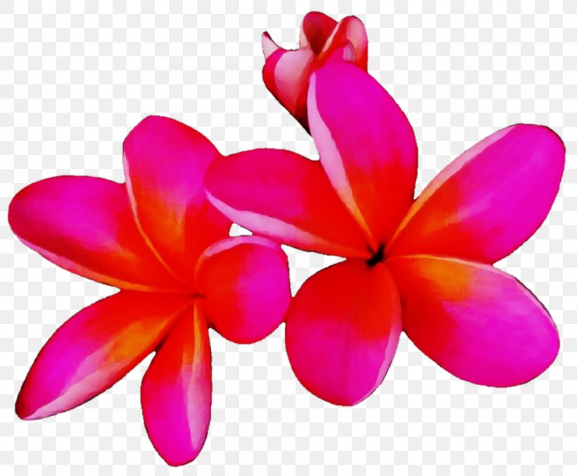 Petal Frangipani Flower Pink Plant, PNG, 984x812px, Watercolor, Cattleya, Flower, Flowering Plant, Frangipani Download Free