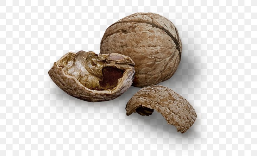 Walnut Fruit Free Juglans, PNG, 600x498px, Walnut, Auglis, Commodity, Food, Fruit Download Free