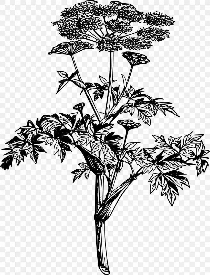 Angelica Archangelica Plant Drawing Root, PNG, 1839x2400px, Angelica Archangelica, Ashitaba, Black And White, Branch, Drawing Download Free