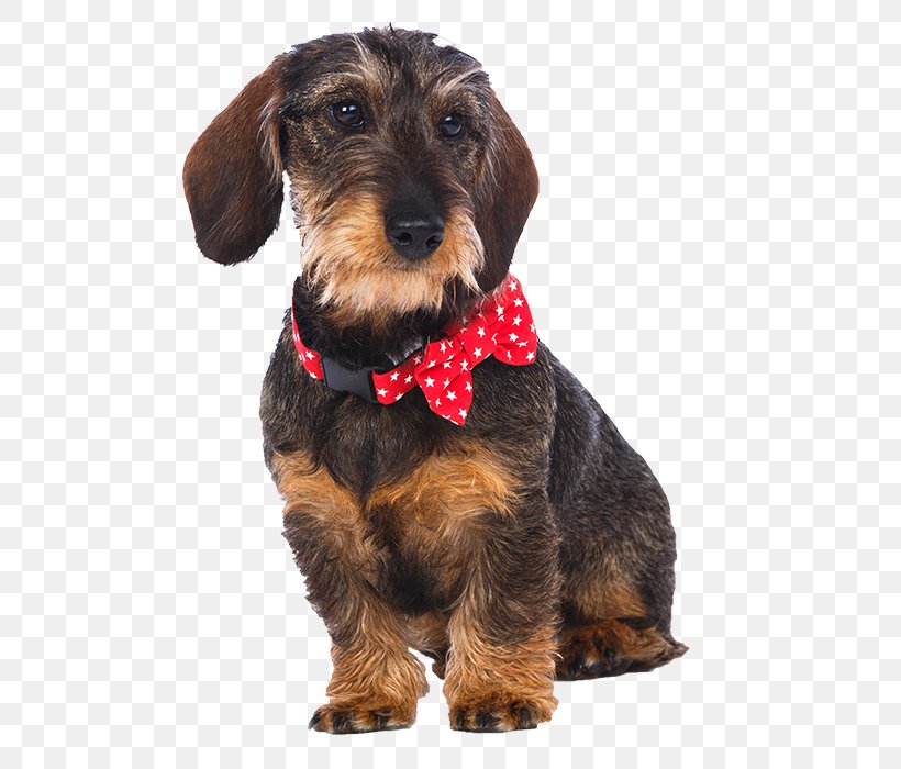 Dog Breed Puppy Petit Basset Griffon Vendéen Necklace Companion Dog, PNG, 562x700px, Dog Breed, Bandana, Bow Tie, Carnivoran, Clothing Accessories Download Free
