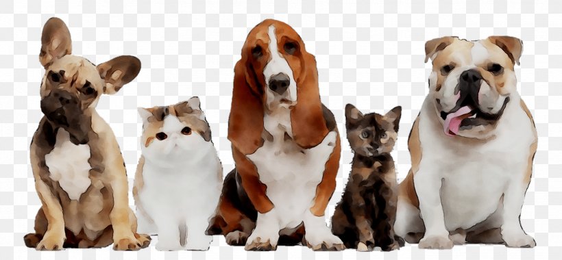 Dog British Longhair Singapura Cat Pet Puppy, PNG, 1831x849px, Dog, Ancient Dog Breeds, Basset Hound, British Longhair, Canidae Download Free