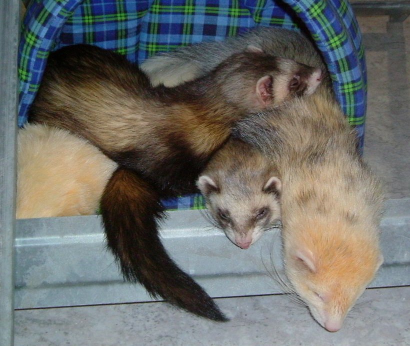 Otter Mustela Ferret Pet Animal, PNG, 1529x1290px, Otter, Animal, Badger, Beech Marten, Black Footed Ferret Download Free