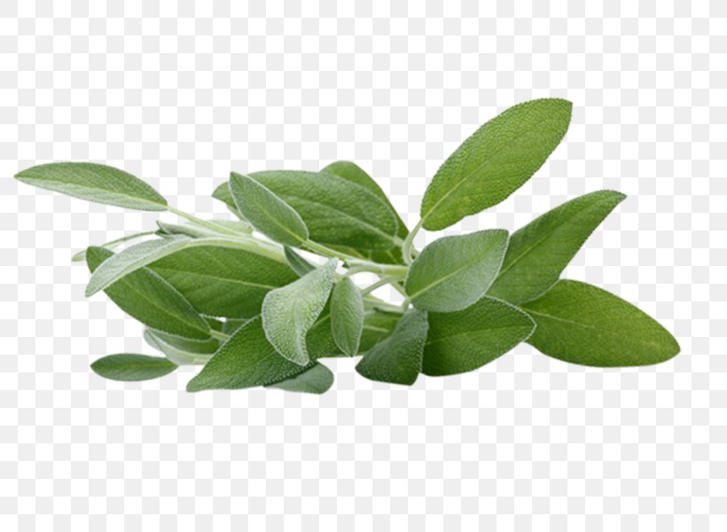 Scissors Cartoon, PNG, 800x600px, Common Sage, Arctostaphylos, Arctostaphylos Uvaursi, Aromatherapy, Carnosic Acid Download Free