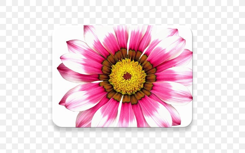 Transvaal Daisy Flower Chrysanthemum Petal Blume, PNG, 512x512px, Transvaal Daisy, Aster, Blume, Chrysanthemum, Chrysanths Download Free