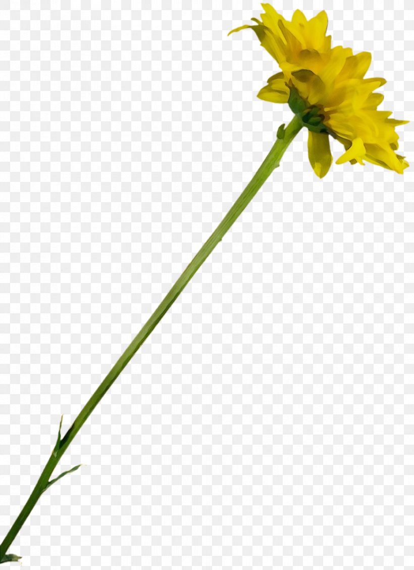 Flower Flowering Plant Plant Yellow Pedicel, PNG, 930x1280px, Watercolor, Cut Flowers, Dandelion, Flower, Flowering Plant Download Free
