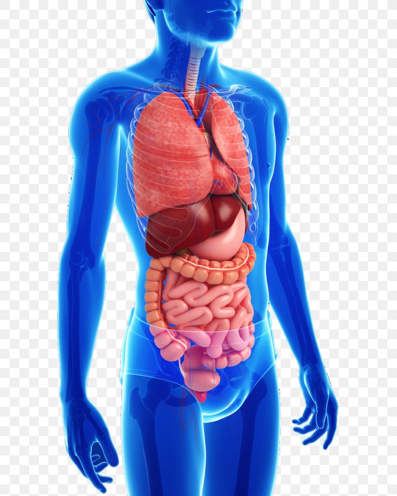Gastrointestinal Tract Anatomy Human Digestive System