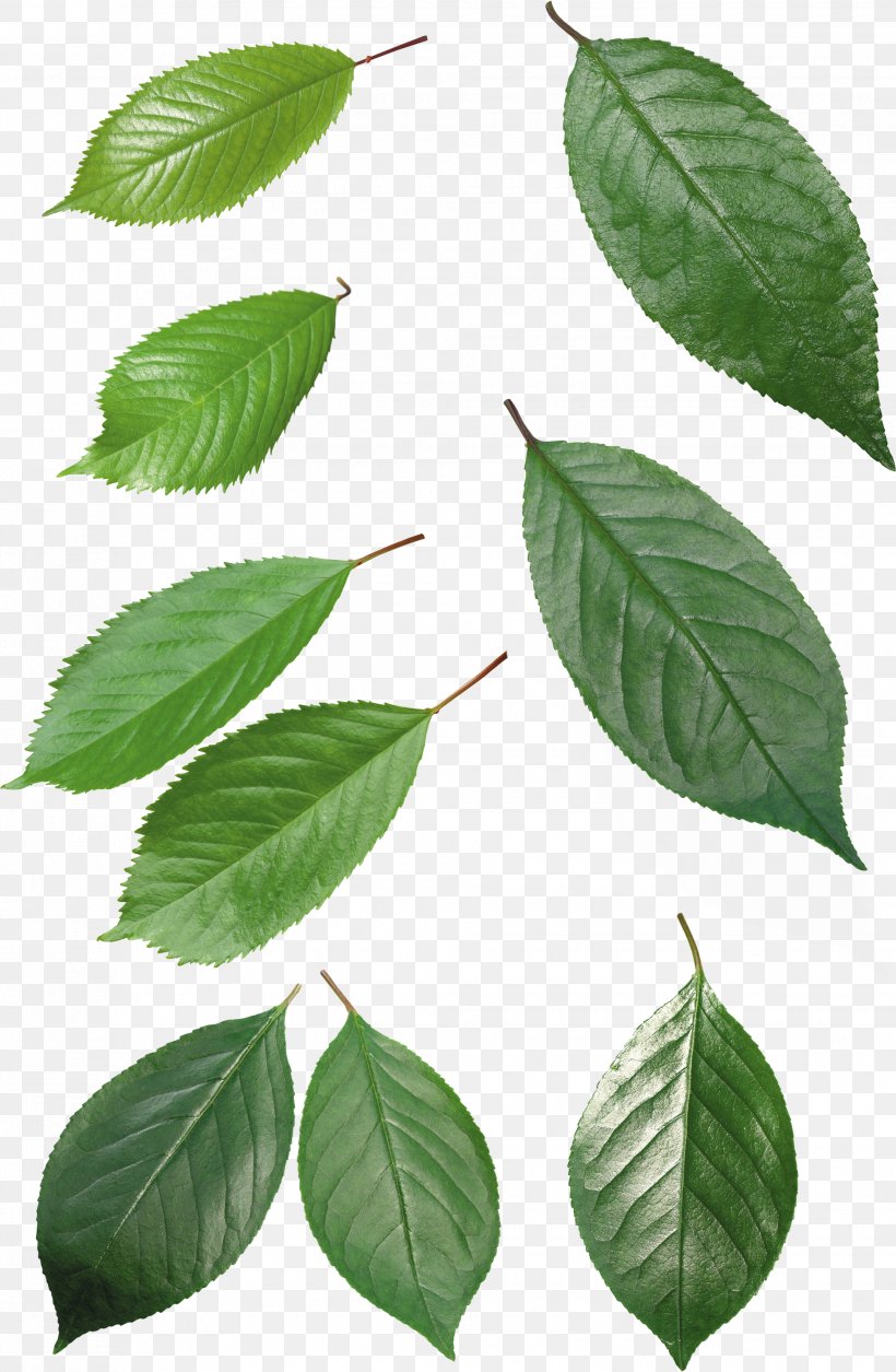 Leaf Clip Art, PNG, 1960x3000px, Leaf, Branch, Dots Per Inch, Green, Image File Formats Download Free