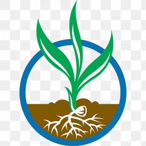 Sprouting Drawing Clip Art PNG