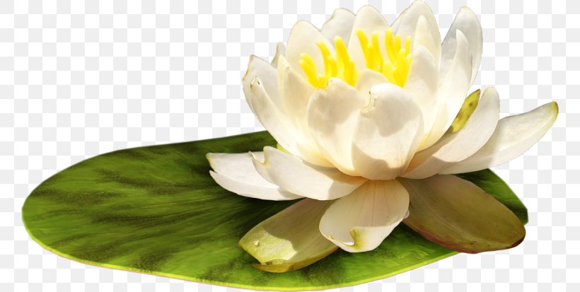 Water Lily Flower Clip Art, PNG, 760x413px, Water Lily, Digital Image, Floristry, Flower, Flowering Plant Download Free