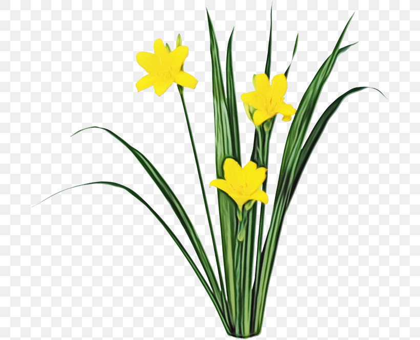 Flower Yellow Plant Narcissus Grass, PNG, 700x665px, Watercolor, Amaryllis Family, Crocus, Cut Flowers, Flower Download Free