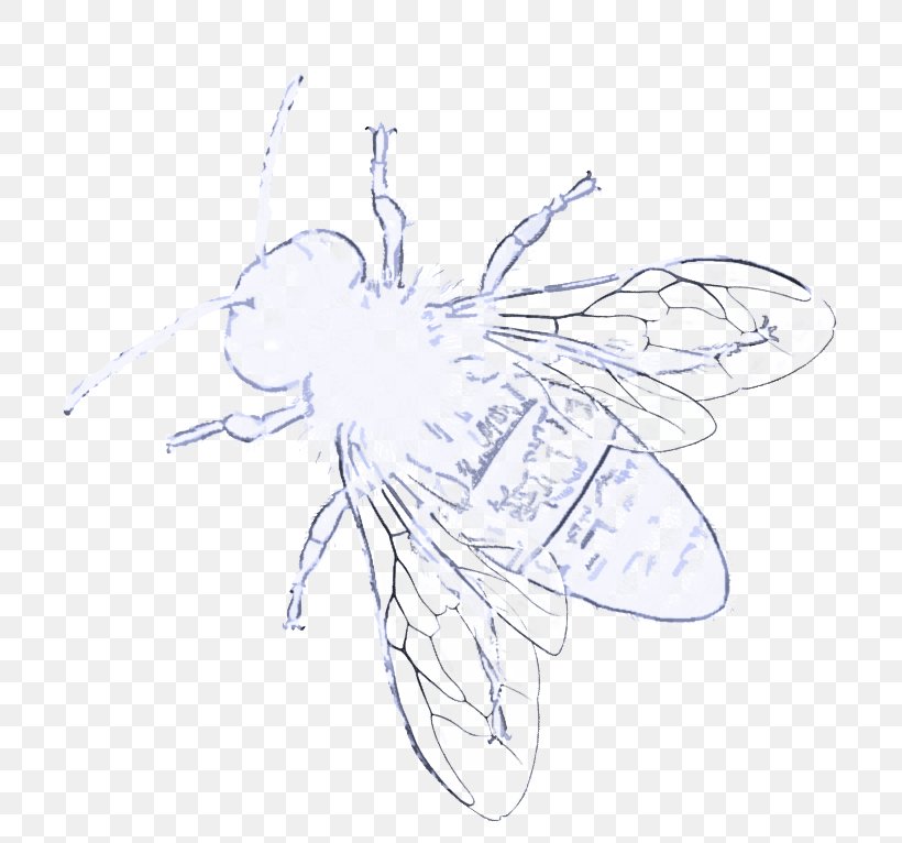 Insect Fly Wing Pest Line Art, PNG, 736x766px, Insect, Drawing, Fly, Line Art, Membranewinged Insect Download Free