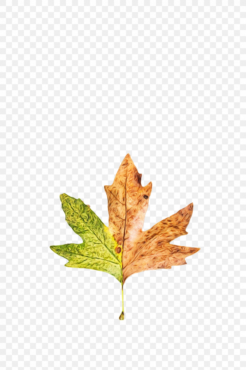 Leaf Maple Leaf / M M-tree Tree Science, PNG, 1200x1800px, Watercolor, Biology, Leaf, Maple Leaf M, Mtree Download Free