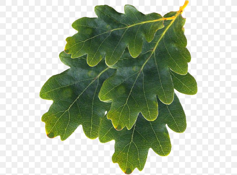Leaf Tree, PNG, 551x605px, Leaf, Plant, Tree Download Free