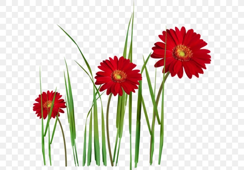 Transvaal Daisy Common Daisy Flower Clip Art, PNG, 600x572px, Transvaal Daisy, Annual Plant, Blanket Flowers, Blume, Common Daisy Download Free