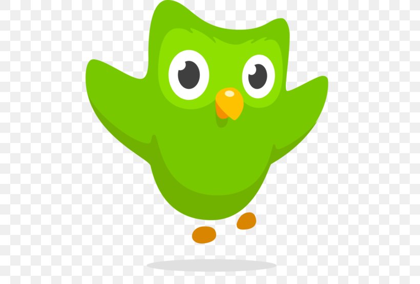 Duolingo Owl Learning Language Acquisition, PNG, 700x556px, Duolingo, Beak, Bird, Bird Of Prey, Cartoon Download Free