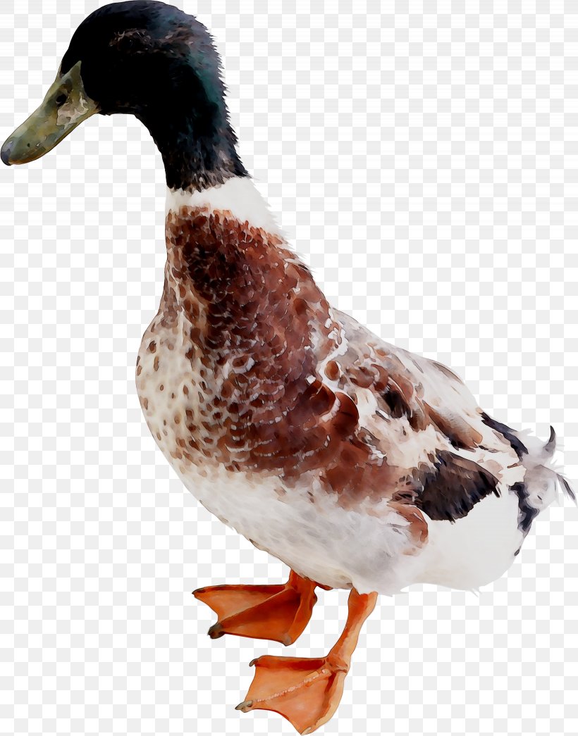 Mallard Duck Goose Bird Verse, PNG, 2460x3136px, Mallard, Beak, Bird, Child, Duck Download Free