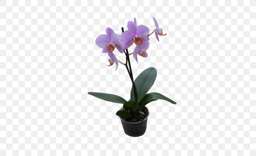 Phalaenopsis Equestris Crimson Cattleya Dendrobium Flowerpot Orchids, PNG, 500x500px, Phalaenopsis Equestris, Cattleya, Cattleya Labiata, Cattleya Orchids, Crimson Cattleya Download Free